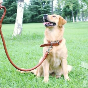 soft dog leash with collar