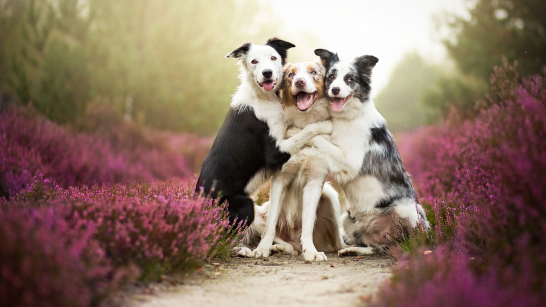 The 15 Fun Facts About Dogs