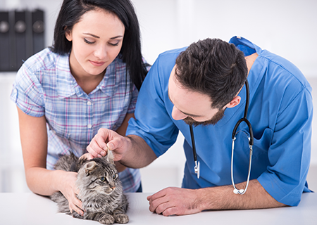 The Importance of Regular Veterinary Care for Pets