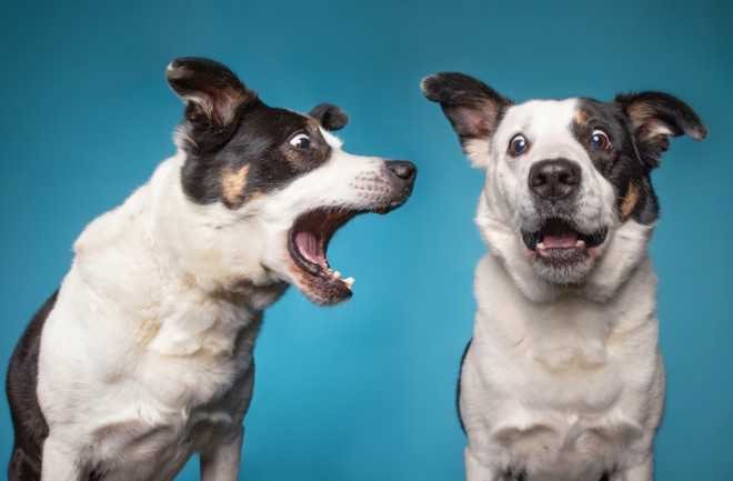 Expert Tips on How to Stop Dog Barking!