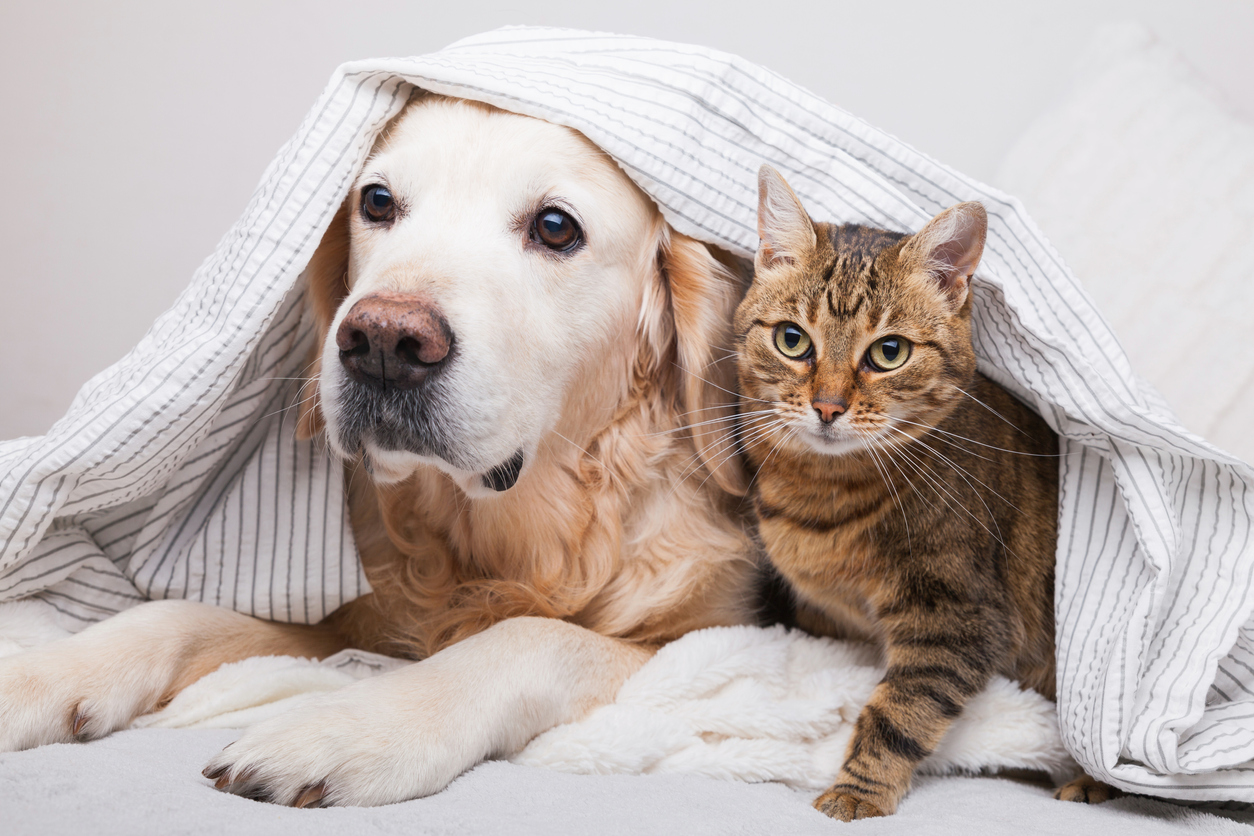 Heartworms in Cats and Dogs