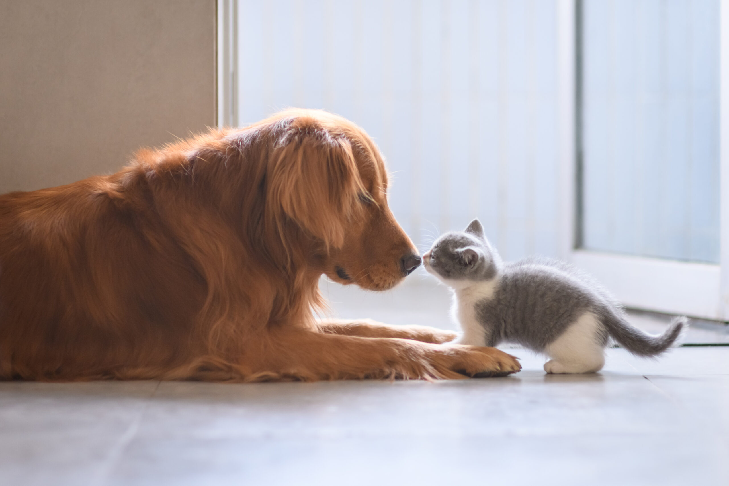 Rare Diseases in Cats and Dogs