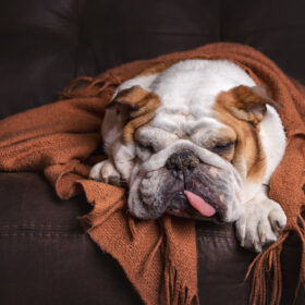 canine influenza in dogs